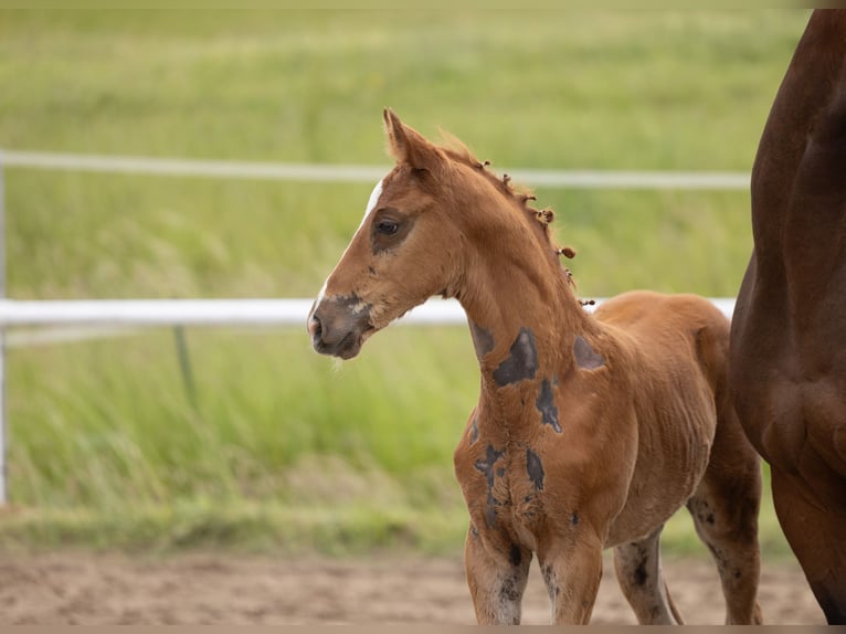 Trakehner Hengst Fohlen (04/2026) Fuchs in Metelsdorf