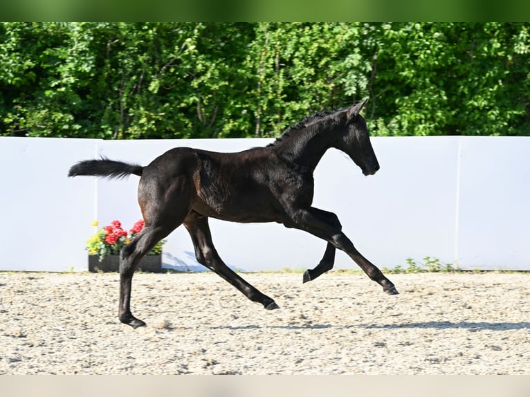 Trakehner Hengst Fohlen (03/2026) Kann Schimmel werden in Hohenstein Ödenwaldstetten