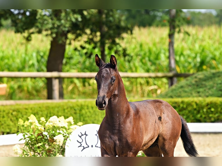 Trakehner Hengst Fohlen (06/2026) Kann Schimmel werden in Stadland