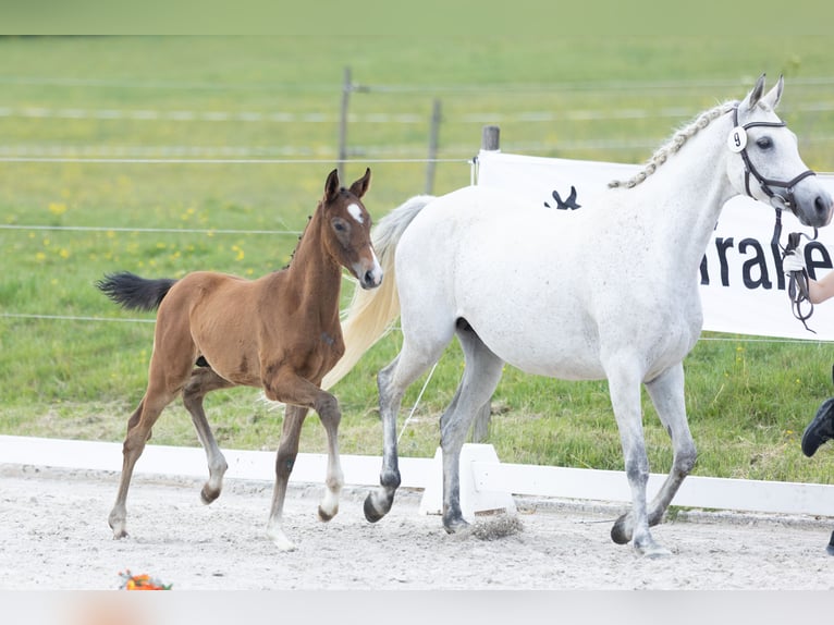 Trakehner Hengst Fohlen (04/2025) Kann Schimmel werden in Gladenbach