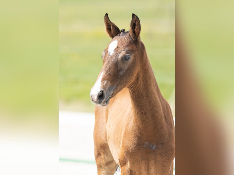Trakehner Hengst Fohlen (04/2025) Kann Schimmel werden in Gladenbach