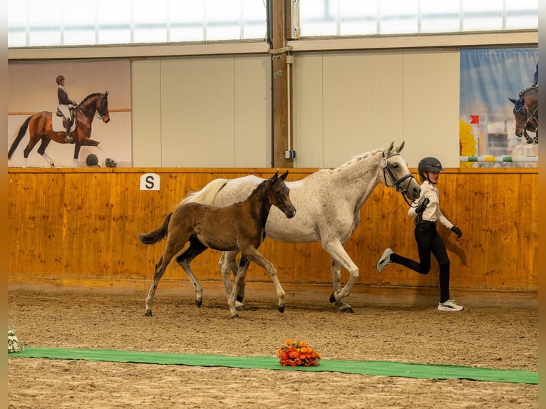 Trakehner Hengst Fohlen (04/2026) Kann Schimmel werden in Aukrug