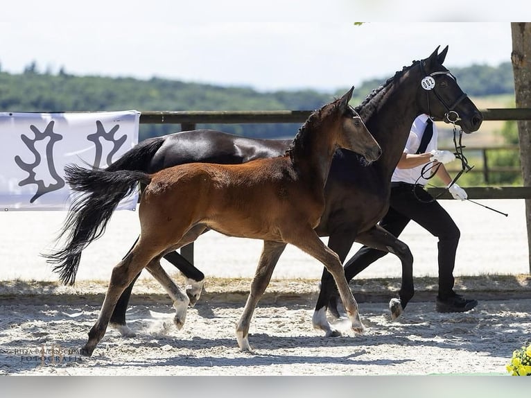 Trakehner Hengst Fohlen (03/2025) Kann Schimmel werden in Schutterwald