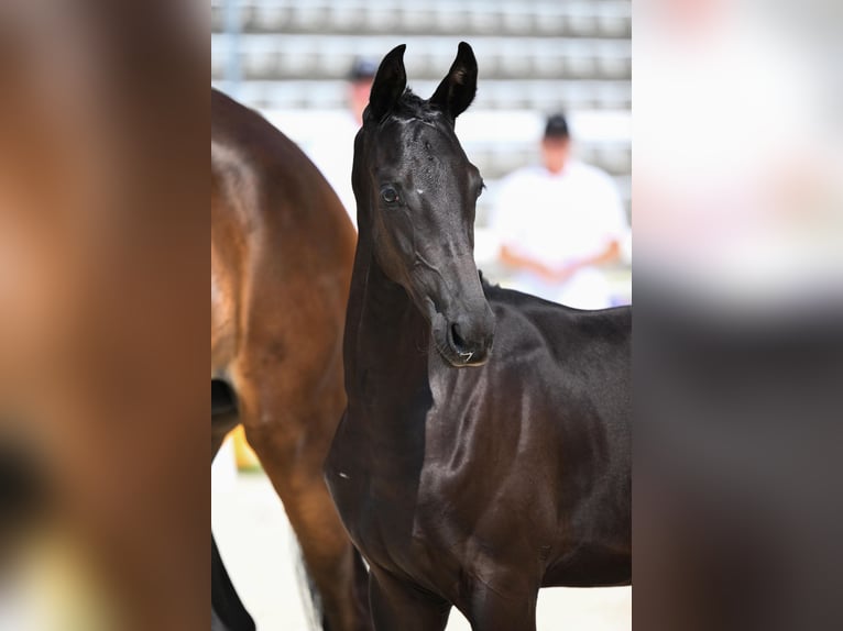 Trakehner Hengst Fohlen (03/2026) Rappe in Bad Urach