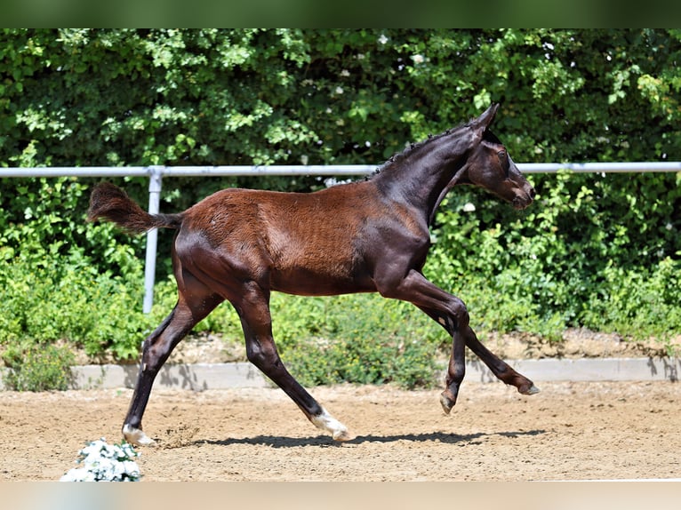 Trakehner Hengst Fohlen (01/2026) Rappe in Garmisch-Partenkirchen