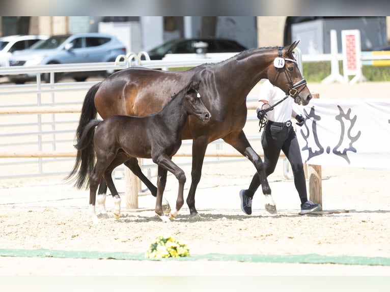 Trakehner Hengst Fohlen (05/2025) Rappe in Quakenbr&#xFC;ck