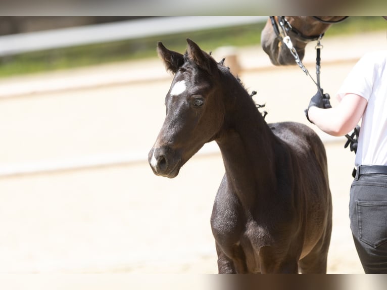 Trakehner Hengst Fohlen (05/2025) Rappe in Quakenbr&#xFC;ck