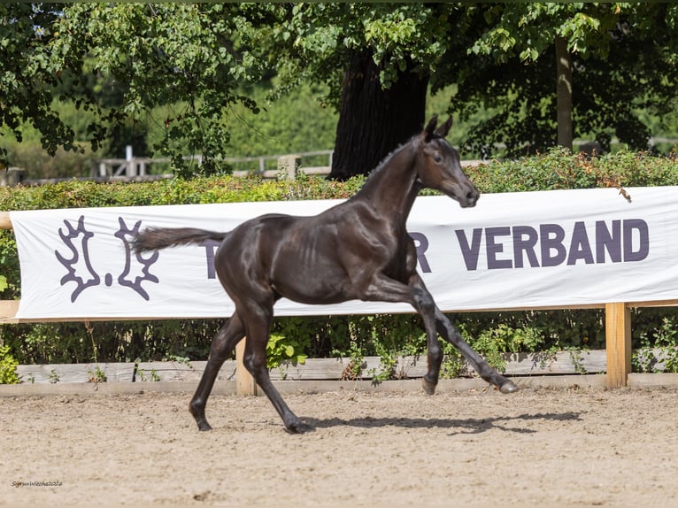 Trakehner Hengst Fohlen (04/2026) Rappe in Radegast