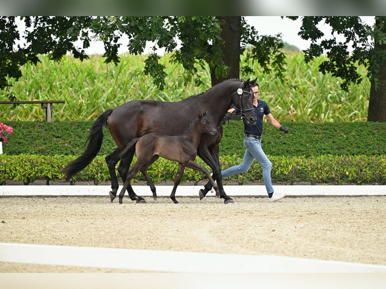 Trakehner Hengst Fohlen (07/2026) Rappe in Stadland