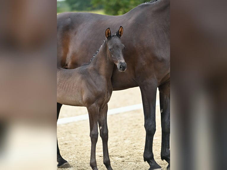 Trakehner Hengst Fohlen (07/2026) Rappe in Stadland