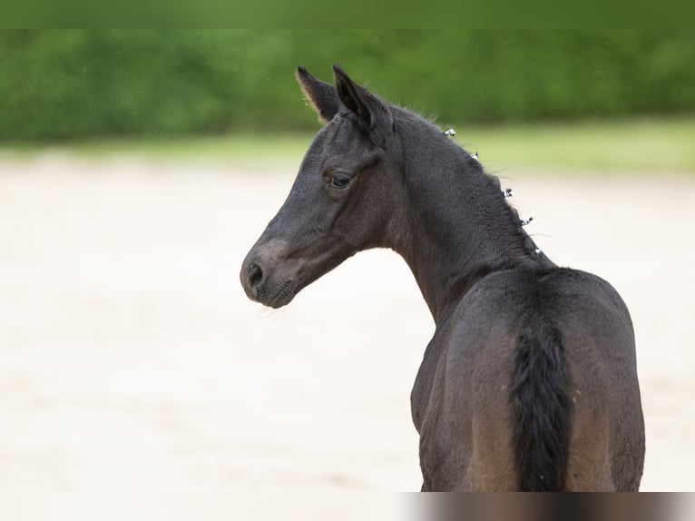 Trakehner Hengst Fohlen (05/2026) Rappe in Steinau an der Straße