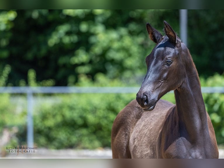 Trakehner Hengst Fohlen (03/2025) Rappe in G&#xFC;nzburg