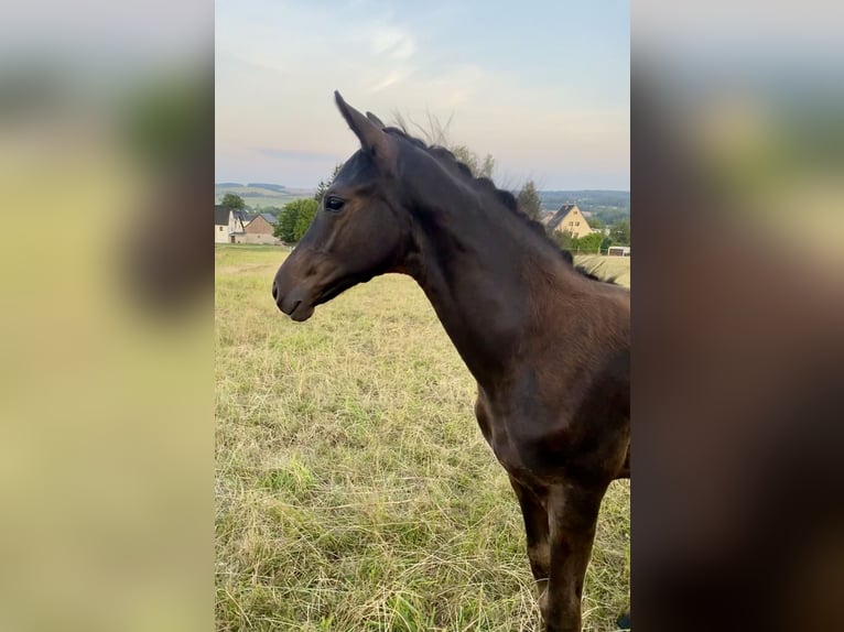 Trakehner Hengst Fohlen (05/2024) Rappe in Jahnsdorf/Erzgebirge