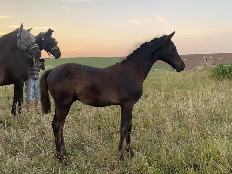 Trakehner Hengst Fohlen (05/2024) Rappe in Jahnsdorf/Erzgebirge