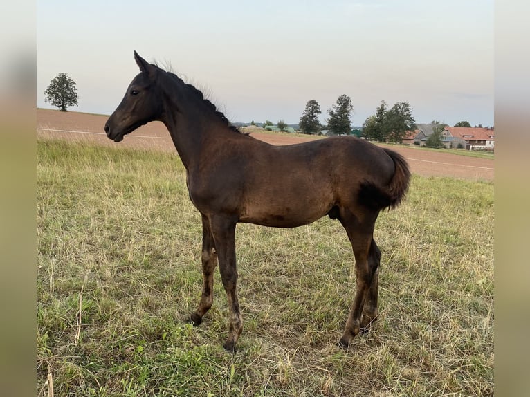 Trakehner Hengst Fohlen (05/2024) Rappe in Jahnsdorf/Erzgebirge