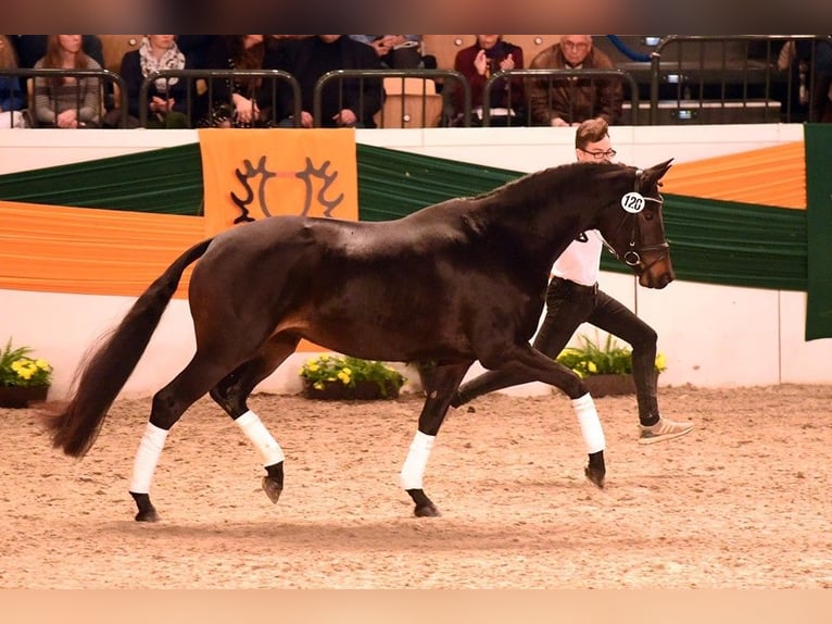 Trakehner Hengst  Rappe in Wenzendorf