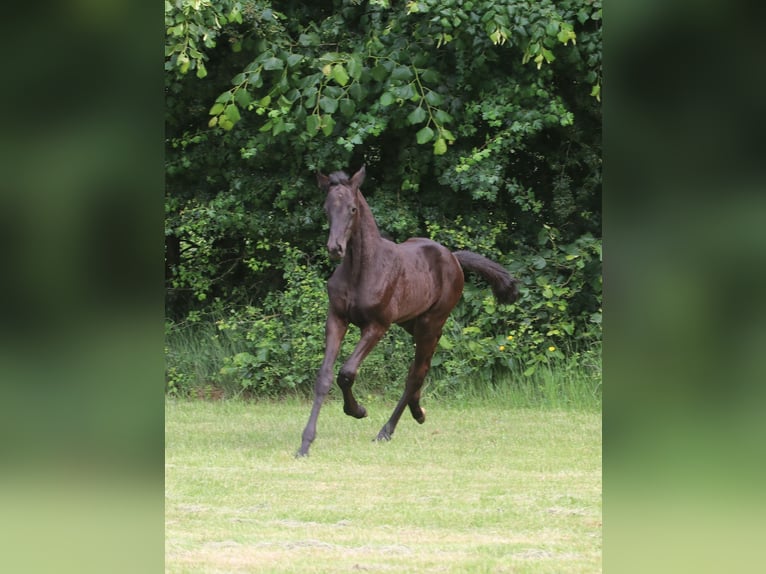 Trakehner Hengst  Rappe in Wenzendorf