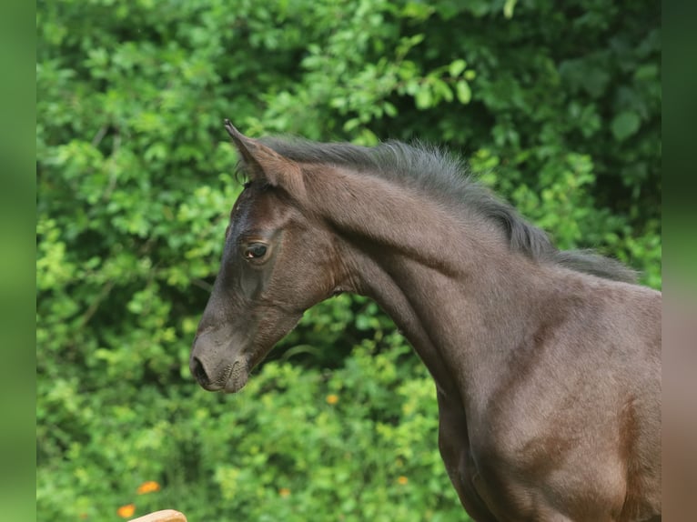 Trakehner Hengst  Rappe in Wenzendorf