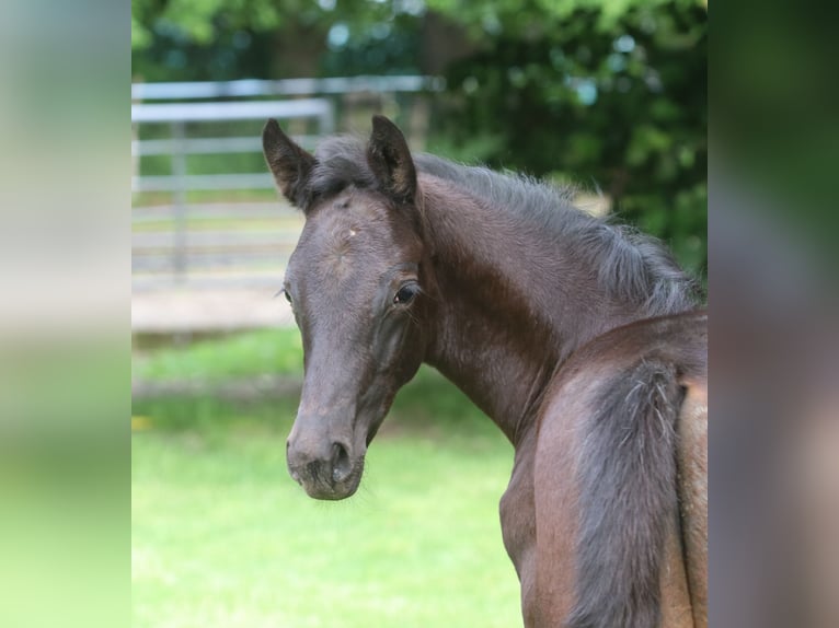 Trakehner Hengst  Rappe in Wenzendorf
