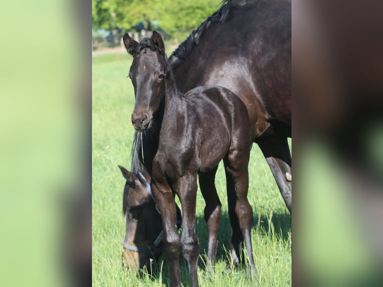 Trakehner Hengst  Rappe in Wenzendorf