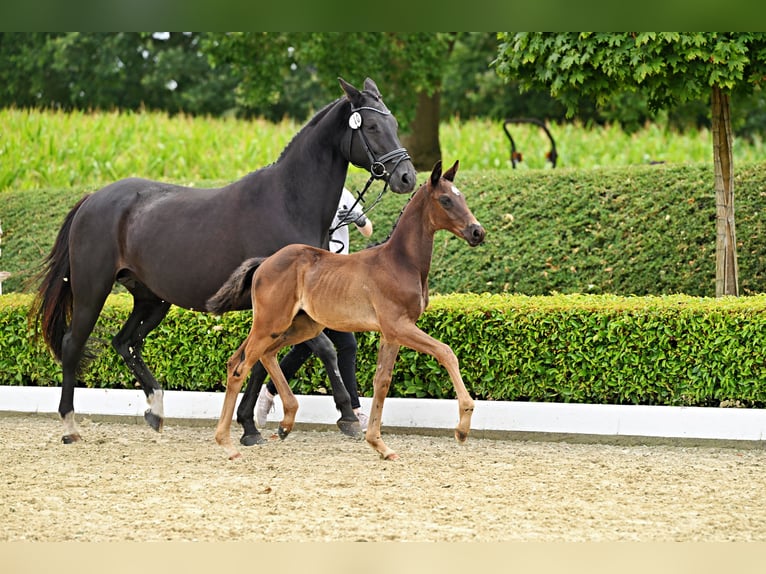 Trakehner Hengst Fohlen (05/2026) Rappe in Stadland