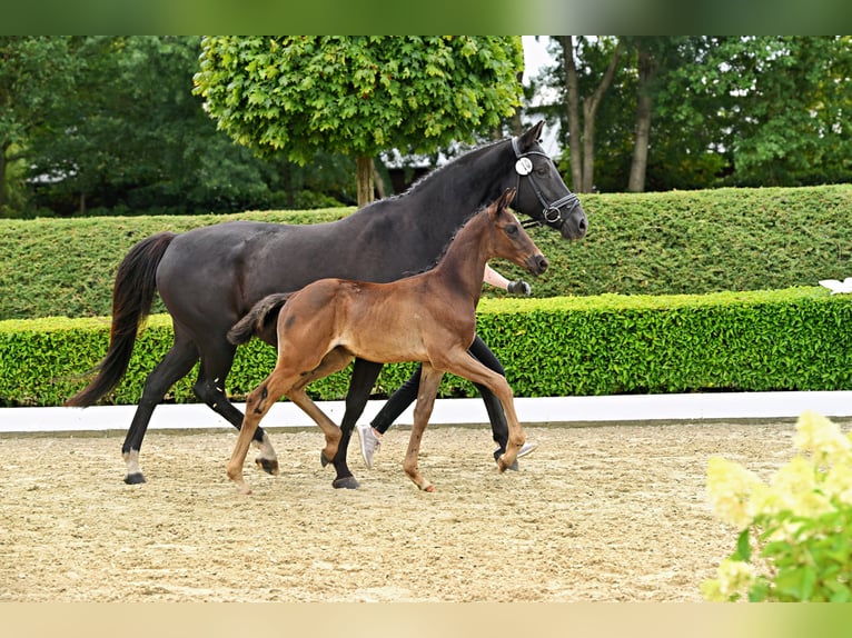 Trakehner Hengst Fohlen (05/2026) Rappe in Stadland