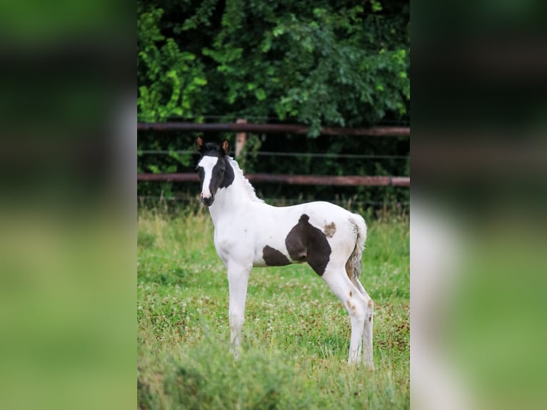 Trakehner Hengst  Schecke in Kassel