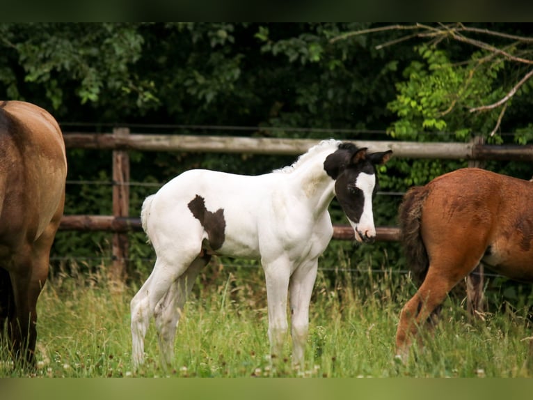 Trakehner Hengst  Schecke in Kassel
