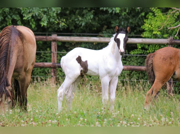 Trakehner Hengst  Schecke in Kassel
