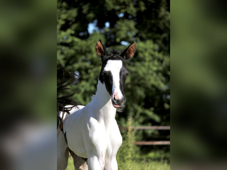 Trakehner Hengst  Schecke in Kassel
