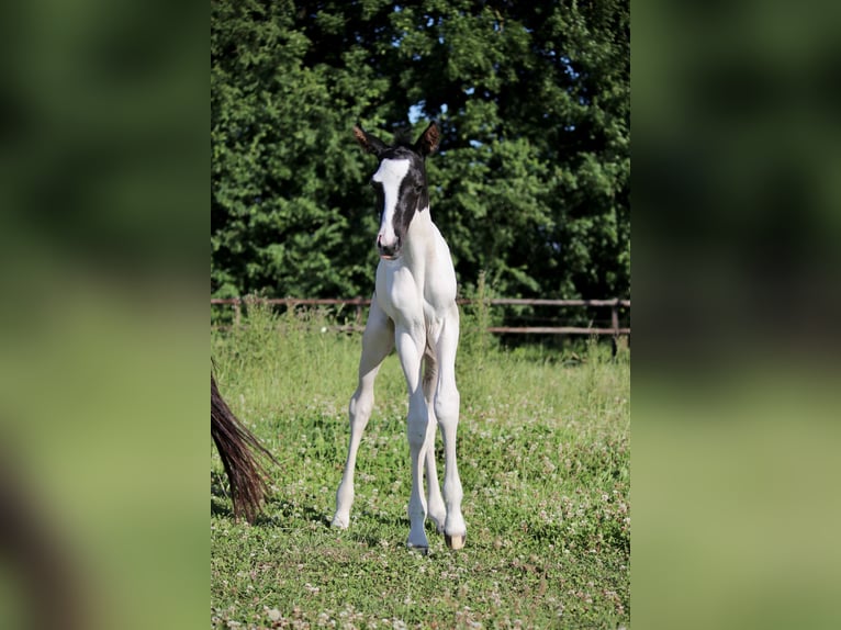 Trakehner Hengst  Schecke in Kassel