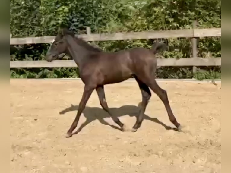 Trakehner Hengst Fohlen (06/2024) Schimmel in Grebenstein