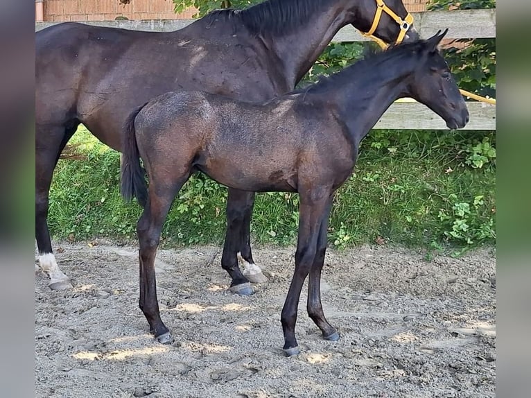 Trakehner Hengst Fohlen (06/2024) Schimmel in Grebenstein