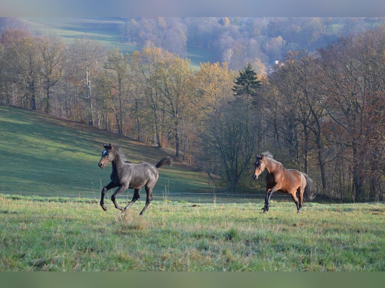 Trakehner Hengst Fohlen (07/2024) Schimmel in Grünhainichen