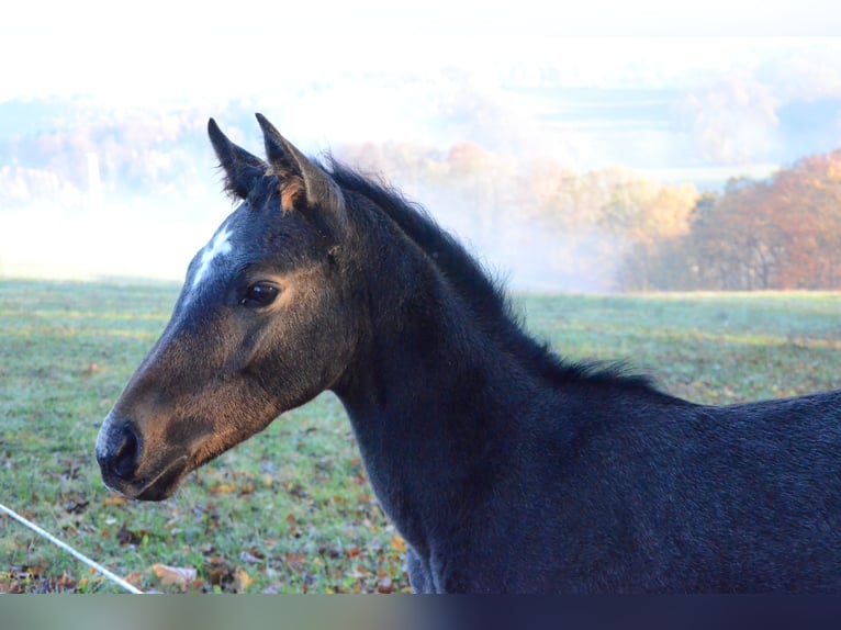 Trakehner Hengst Fohlen (07/2024) Schimmel in Grünhainichen