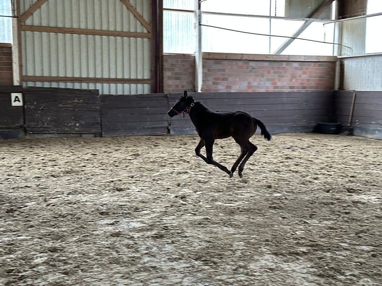 Trakehner Hengst Fohlen (04/2026) Schwarzbrauner in Seevetal