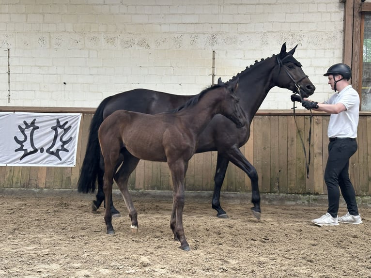 Trakehner Hengst Fohlen (04/2026) Schwarzbrauner in Seevetal