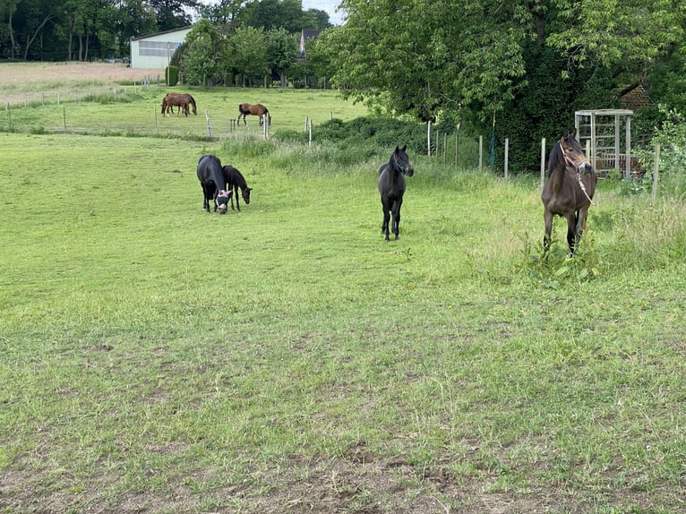 Trakehner Hengst Fohlen (04/2026) Schwarzbrauner in Seevetal