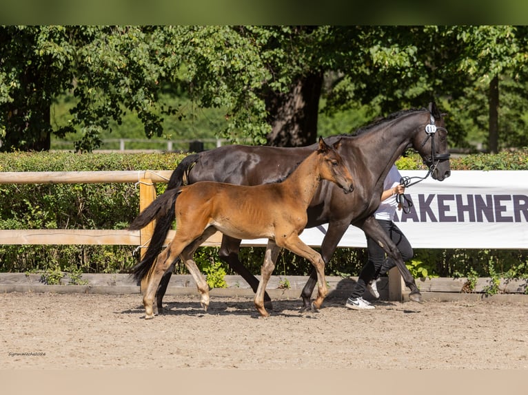 Trakehner Hengst Fohlen (05/2026) Schwarzbrauner in Striegistal