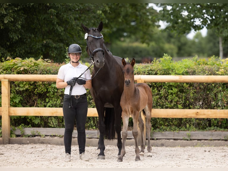 Trakehner Hengst Fohlen (05/2026) Schwarzbrauner in Striegistal