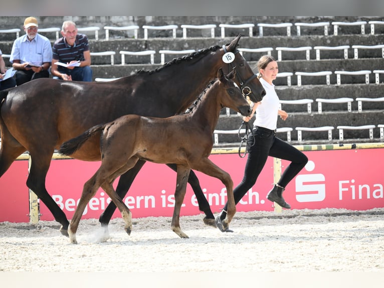 Trakehner Hengst Fohlen (05/2026) Schwarzbrauner in Günzburg