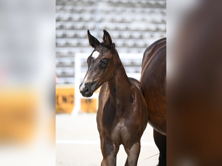 Trakehner Hengst Fohlen (05/2026) Schwarzbrauner in Günzburg