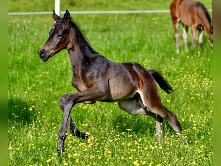 Trakehner Hengst Fohlen (05/2024) Schwarzbrauner in Wessobrunn