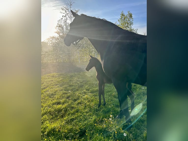 Trakehner Hengst Fohlen (05/2024) Schwarzbrauner in Wessobrunn