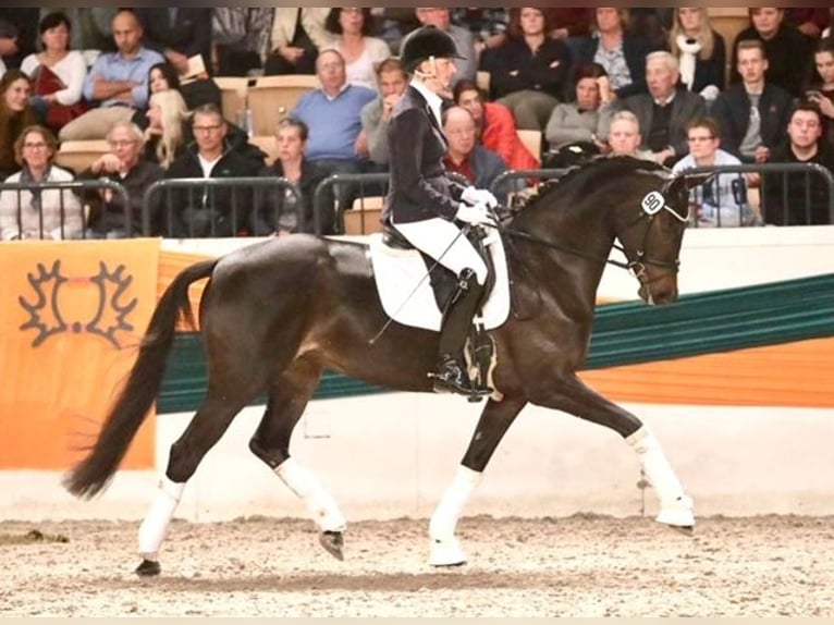 Trakehner Hengst Fohlen (05/2024) Schwarzbrauner in Wessobrunn