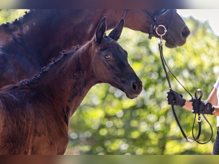 Trakehner Hengst Fohlen (06/2026) Schwarzbrauner in VS Huizen