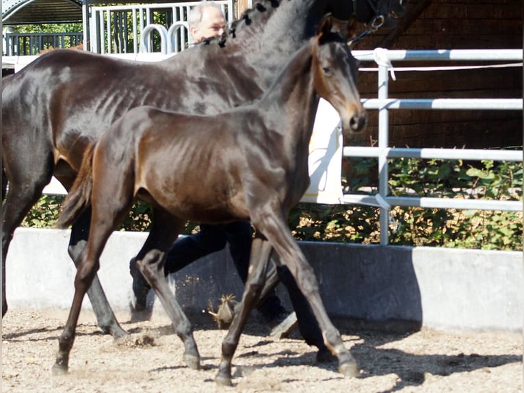 Trakehner Hengst Fohlen (05/2025) Schwarzbrauner in G&#xFC;nzburg