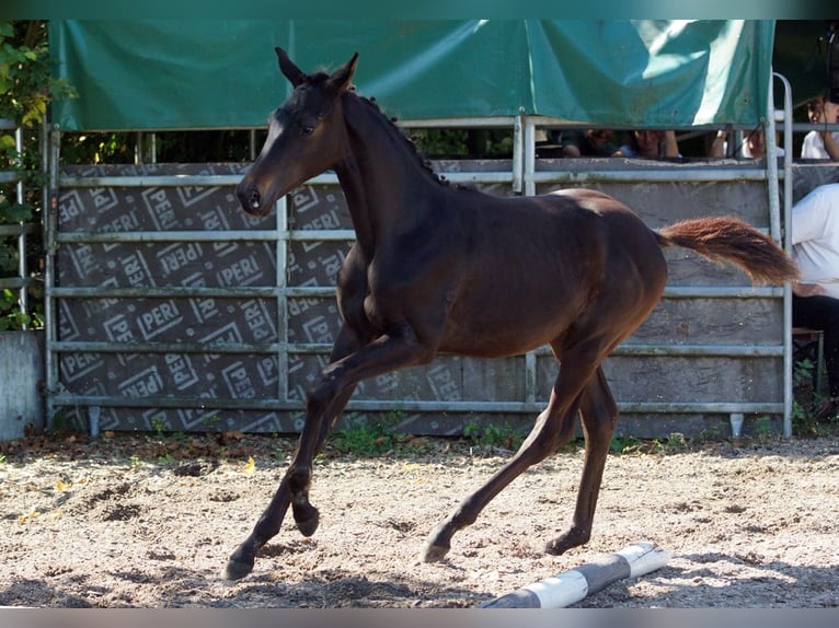 Trakehner Hengst Fohlen (05/2025) Schwarzbrauner in G&#xFC;nzburg
