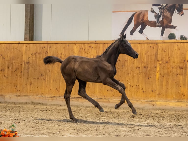 Trakehner Hengst Fohlen (05/2026) Schwarzbrauner in Mölln