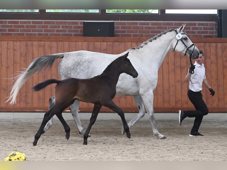 Trakehner Hengst  Schwarzbrauner in L&#xF6;ningen